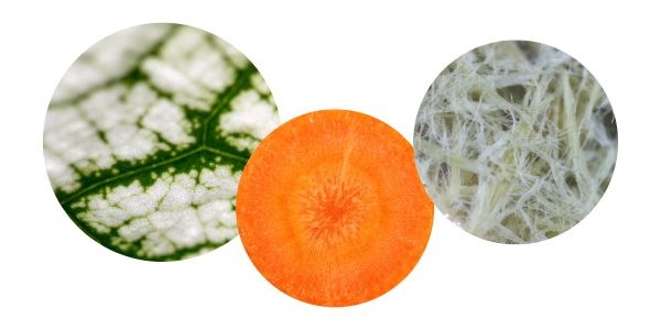 Plant and vegetable fibers can be processed with wet jet milling for best nutrient extraction and bioavailability